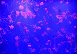 Common jellyfishes (Aurelia aurita) in coloured light