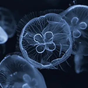 Common jellyfishes (Aurelia aurita) swimming in the water