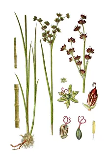 Common Jointed Rush (Juncus obtusiflorus)