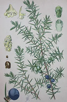 Common juniper (Juniperus communis)