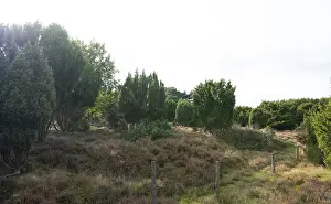 Common juniper (Juniperus communis)