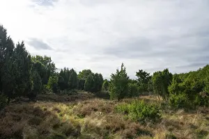 Common juniper (Juniperus communis)