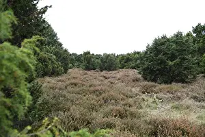 Common juniper (Juniperus communis)