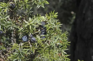 Common juniper (Juniperus communis)