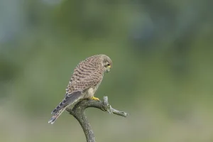Common Kestrel
