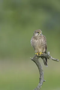 Common Kestrel