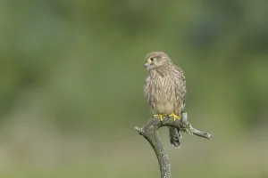 Common Kestrel