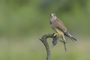 Common Kestrel