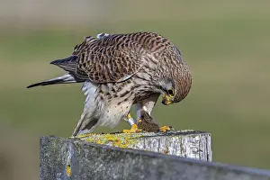 Common kestrel / European kestrel (Falco tinnunculus) female perched on wooden fence post eating caught vole prey
