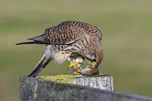 Common kestrel / European kestrel (Falco tinnunculus) female perched on wooden fence post eating caught vole prey