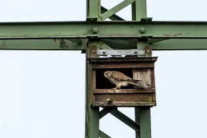 Common kestrel (Falco tinnunculus), sitting in front of an artificial nesting box attached to a power pole, Vulkaneifel, Rhineland-Palatinate, Germany, Europe