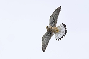 A common kestrel (Falco tinnunculus)