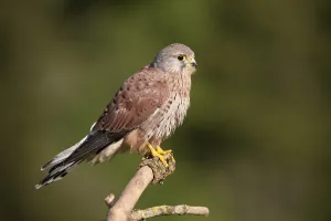 Common Kestrel (Falco tinnunculus)