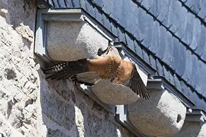 Common Kestrel (Falco tinnunculus)