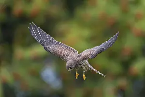 Common Kestrel (Falco tinnunculus)