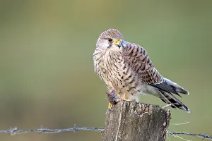 Common kestrel (Falco tinnunculus)