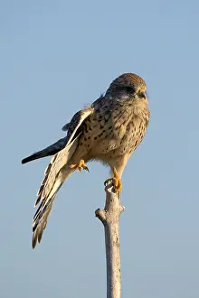 Common kestrel (Falco tinnunculus)