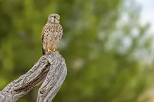 Common kestrel (Falco tinnunculus)