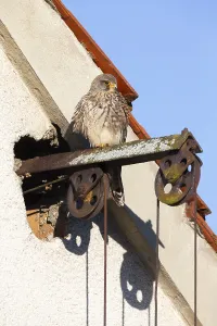 Common Kestrel (Falco tinnunculus)