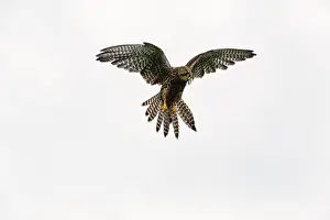 Common kestrel (Falco tinnunculus)
