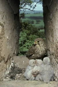 Common Kestrel (Falco tinnunculus)