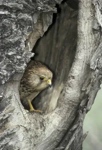 Common Kestrel (Falco tinnunculus)