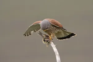 Common kestrel (Falco tinnunculus)