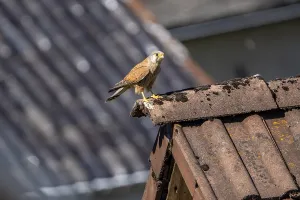 Common kestrel (Falco tinnunculus)