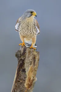Common kestrel (Falco tinnunculus)