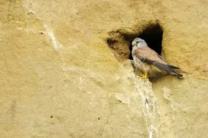 Common kestrel (Falco tinnunculus)