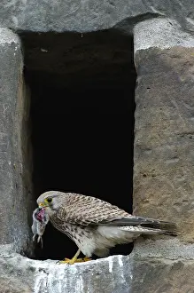 Common kestrel (Falco tinnunculus)