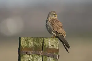Common kestrel (Falco tinnunculus) adult male bird on a wooden fence post