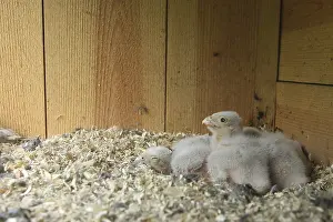 Common Kestrel (Falco tinnunculus) chicks