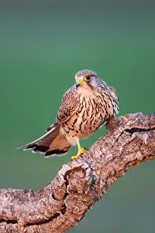 Common Kestrel (Falco tinnunculus) female with prey