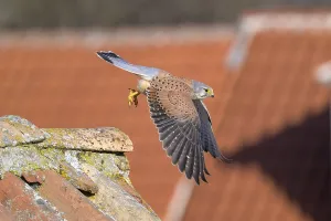 A common kestrel (Falco tinnunculus) flies over a building with a tiled roof