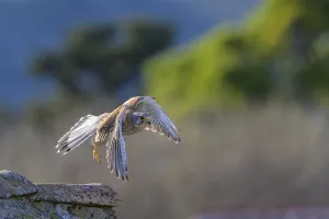A common kestrel (Falco tinnunculus) flies over a building in a wooded area
