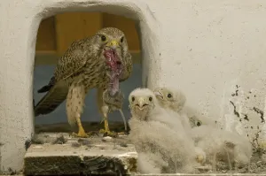 Common Kestrel (Falco tinnunculus) juvenile