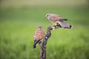 Common kestrel (Falco tinnunculus) m, Spain