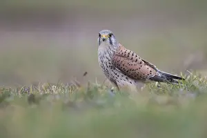 Common Kestrel (Falco tinnunculus) sits in Wiese