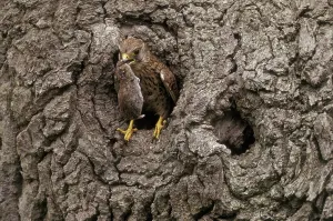 Common Kestrel (Falico tinnunulus)