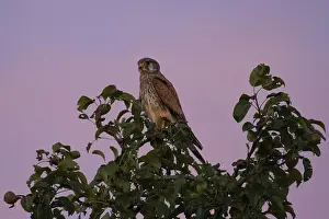 A Common Kestrel sits in an apple tree near Frankfurt am Main at dusk in the evening and observes the surroundings