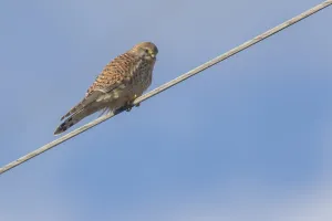 A Common Kestrel sits on his vantage point and spies for prey