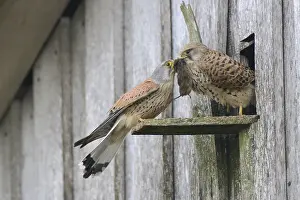 Common kestrels (Falco tinnunculus)