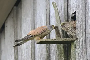 Common kestrels (Falco tinnunculus)