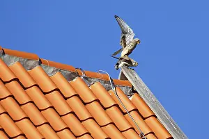 Common kestrels (Falco tinnunculus)
