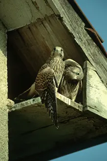 Common Kestrels (Falco tinnunculus)
