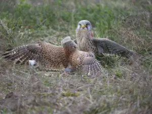 Two common kestrels (Falco tinnunculus) fighting on the ground