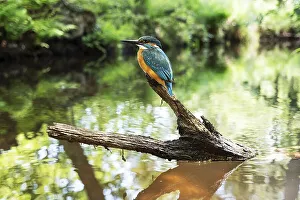 Common kingfisher (Alcedo atthis)