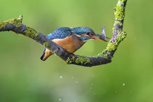 Common kingfisher (Alcedo atthis)