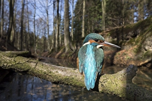 Common kingfisher (Alcedo atthis)
